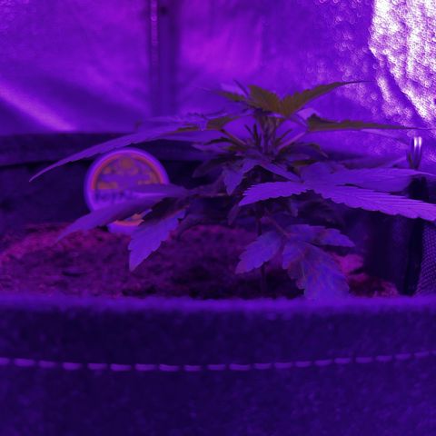 Royal Jack (Auto)  growlog timeline photo