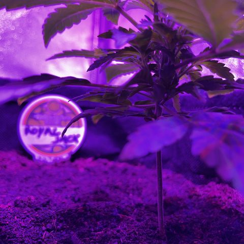 Royal Jack (Auto)  growlog timeline photo