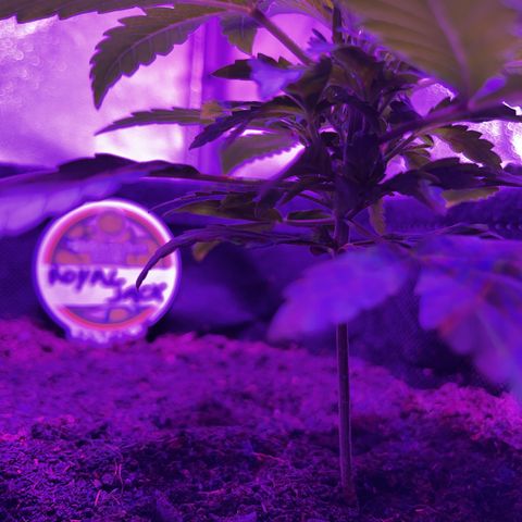 Royal Jack (Auto)  growlog timeline photo