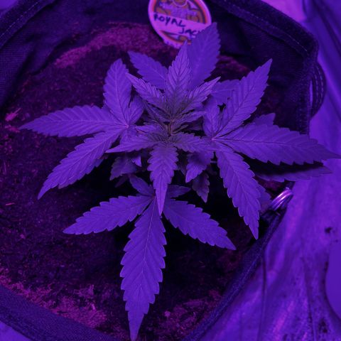 Royal Jack (Auto)  growlog timeline photo