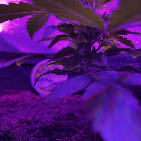 Royal Jack (Auto)  growlog timeline photo