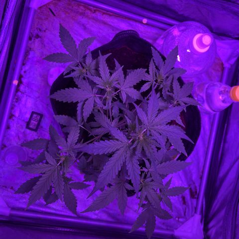 Royal Jack (Auto)  growlog timeline photo