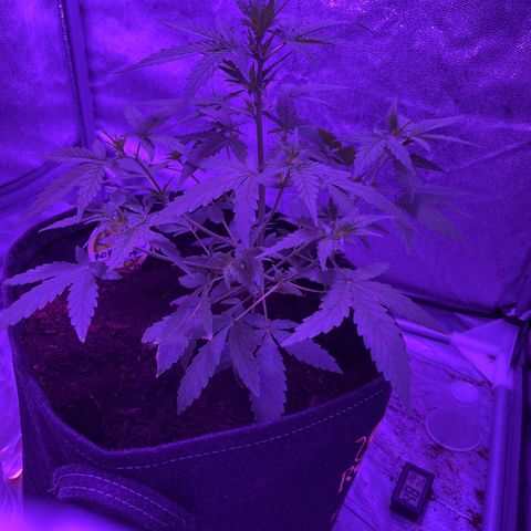 Royal Jack (Auto)  growlog timeline photo