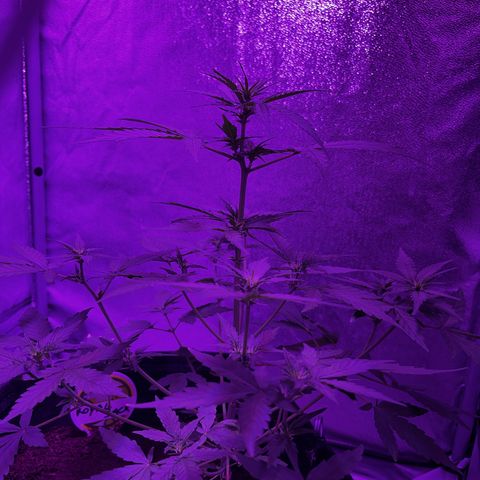 Royal Jack (Auto)  growlog timeline photo