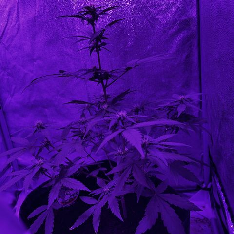 Royal Jack (Auto)  growlog timeline photo