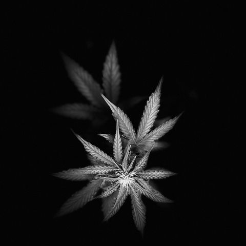 Royal Jack (Auto)  growlog timeline photo