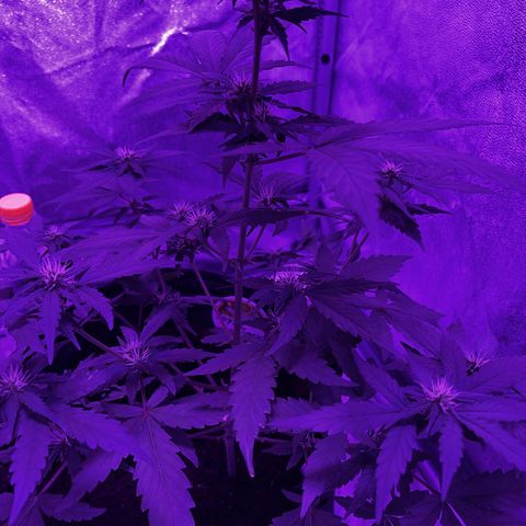 Royal Jack (Auto)  growlog timeline photo