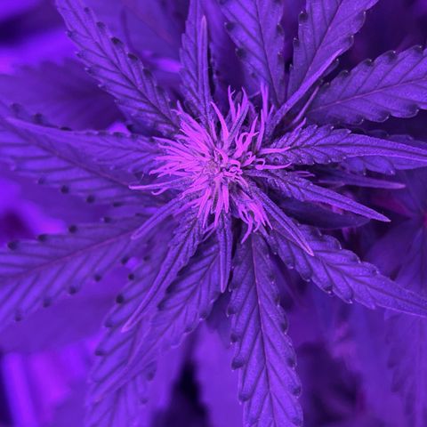 Royal Jack (Auto)  growlog timeline photo