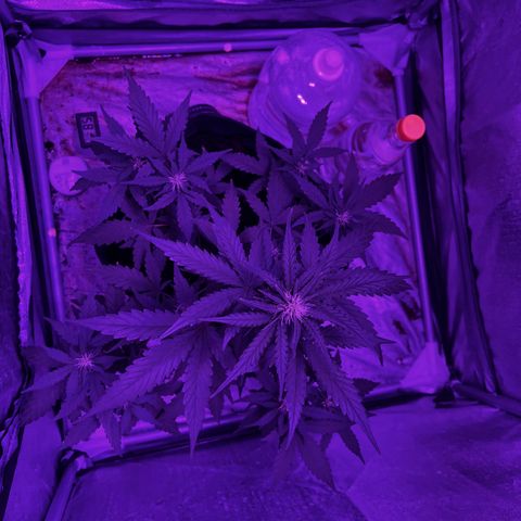 Royal Jack (Auto)  growlog timeline photo