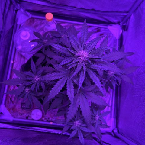 Royal Jack (Auto)  growlog timeline photo