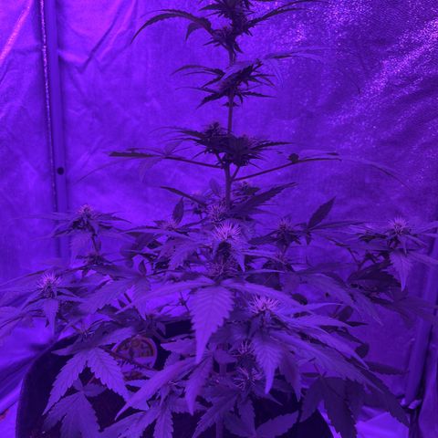 Royal Jack (Auto)  growlog timeline photo