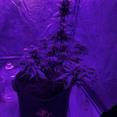 Royal Jack (Auto)  growlog timeline photo