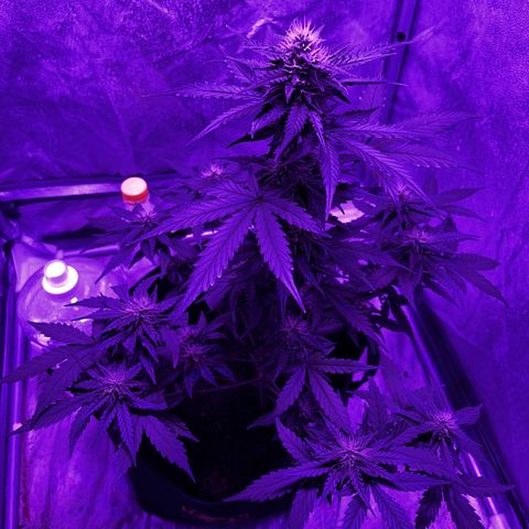 Royal Jack (Auto)  growlog timeline photo