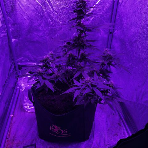Royal Jack (Auto)  growlog timeline photo