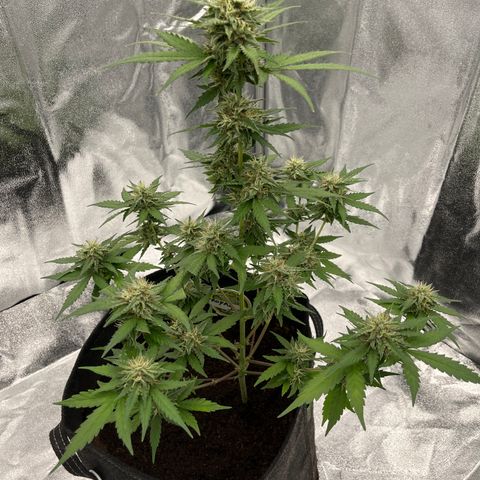 Royal Jack (Auto)  growlog timeline photo