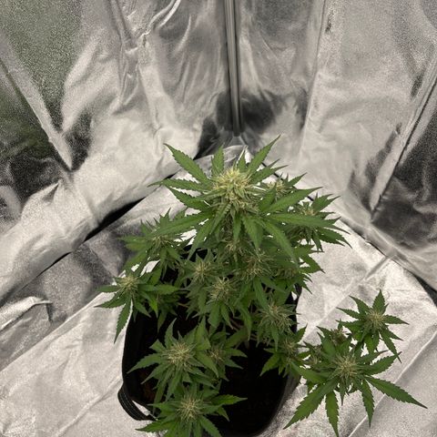 Royal Jack (Auto)  growlog timeline photo
