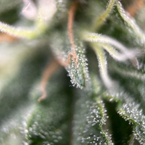 Royal Jack (Auto)  growlog timeline photo