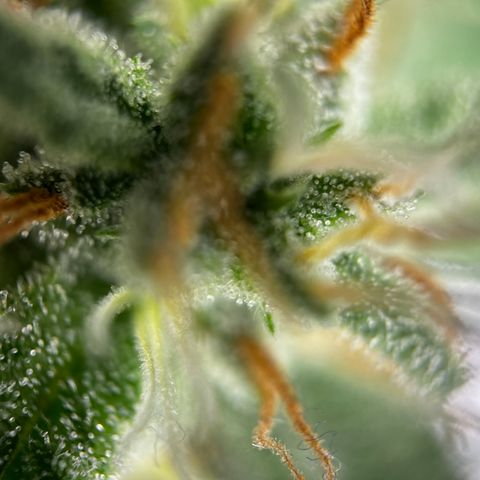 Royal Jack (Auto)  growlog timeline photo