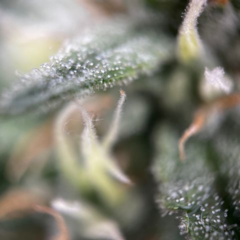 Royal Jack (Auto)  growlog timeline photo