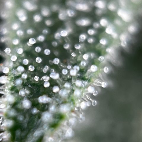 Royal Jack (Auto)  growlog timeline photo