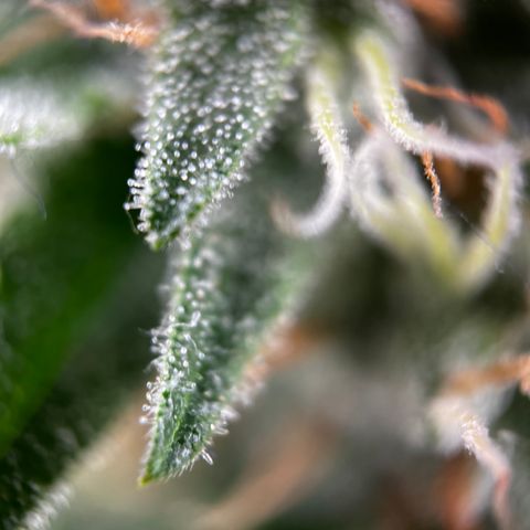 Royal Jack (Auto)  growlog timeline photo