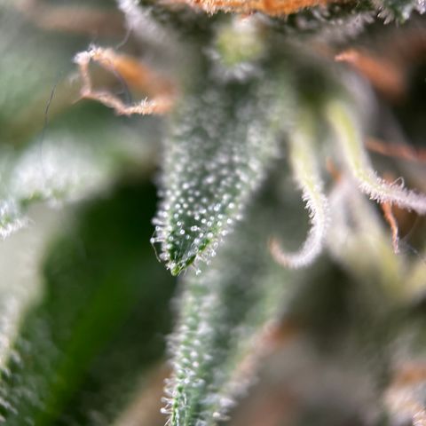 Royal Jack (Auto)  growlog timeline photo