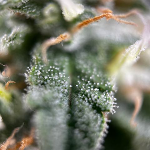 Royal Jack (Auto)  growlog timeline photo