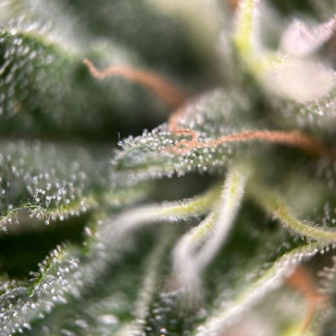 Royal Jack (Auto)  growlog timeline photo