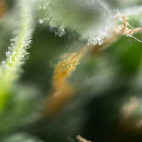 Royal Jack (Auto)  growlog timeline photo