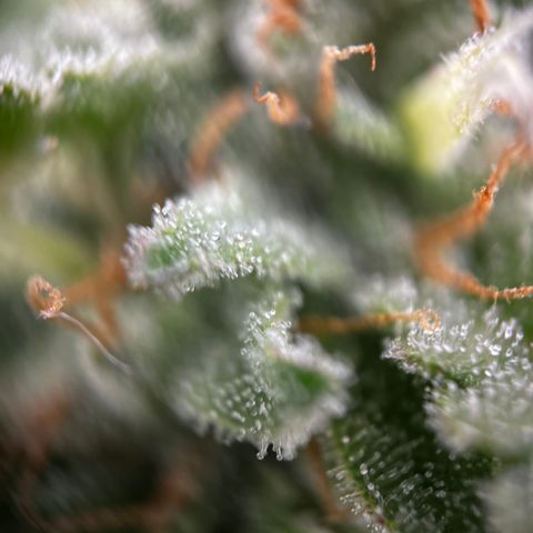 Royal Jack (Auto)  growlog timeline photo