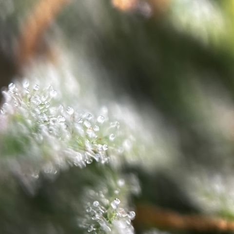 Royal Jack (Auto)  growlog timeline photo