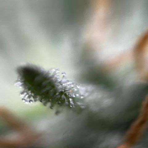 Royal Jack (Auto)  growlog timeline photo