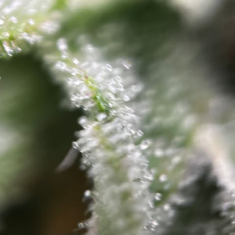 Royal Jack (Auto)  growlog timeline photo
