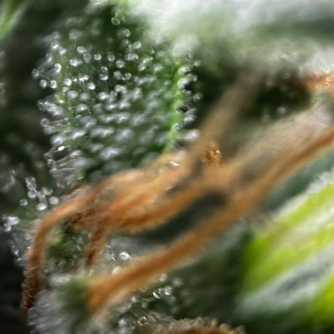 Royal Jack (Auto)  growlog timeline photo