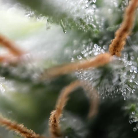 Royal Jack (Auto)  growlog timeline photo