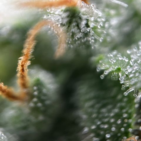 Royal Jack (Auto)  growlog timeline photo