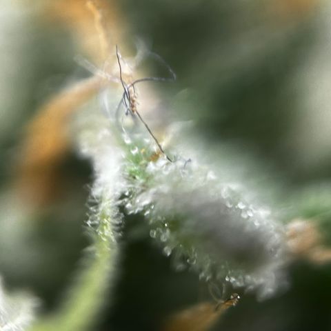 Royal Jack (Auto)  growlog timeline photo