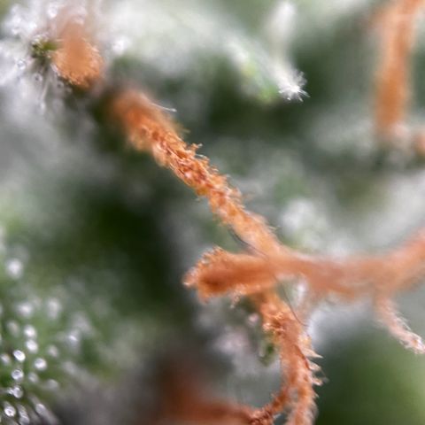 Royal Jack (Auto)  growlog timeline photo