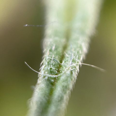 Royal Jack (Auto)  growlog timeline photo