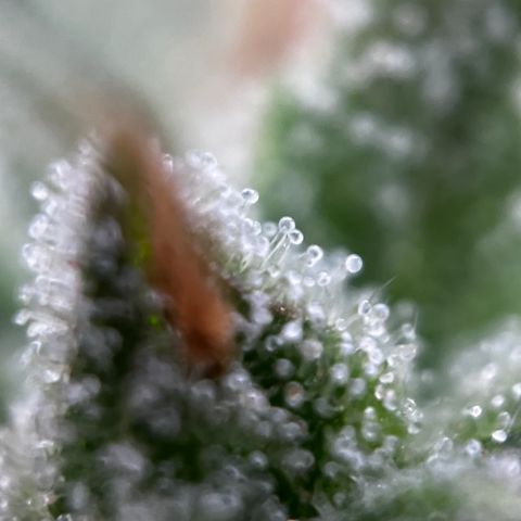 Royal Jack (Auto)  growlog timeline photo