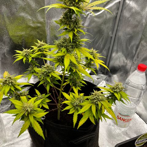 Royal Jack (Auto)  growlog timeline photo