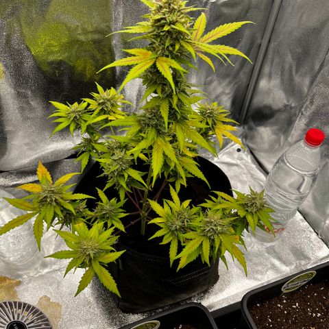 Royal Jack (Auto)  growlog timeline photo