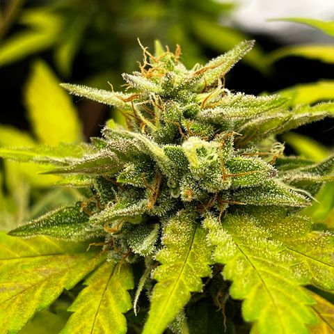 Royal Jack (Auto)  growlog timeline photo