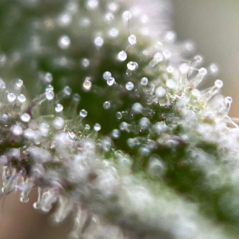 Royal Jack (Auto)  growlog timeline photo