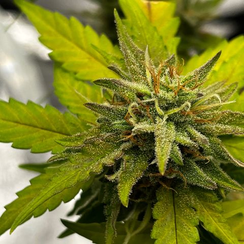 Royal Jack (Auto)  growlog timeline photo