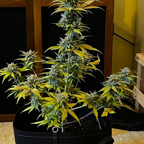 Royal Jack (Auto)  growlog photo: 40g Bagnata 