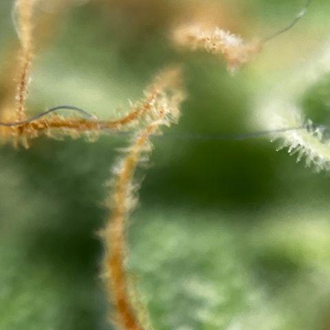 Royal Jack (Auto)  growlog timeline photo