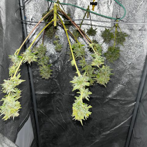 Royal Jack (Auto)  growlog timeline photo