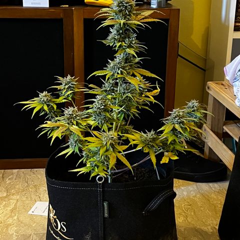 Royal Jack (Auto)  growlog photo: 40g Bagnata 