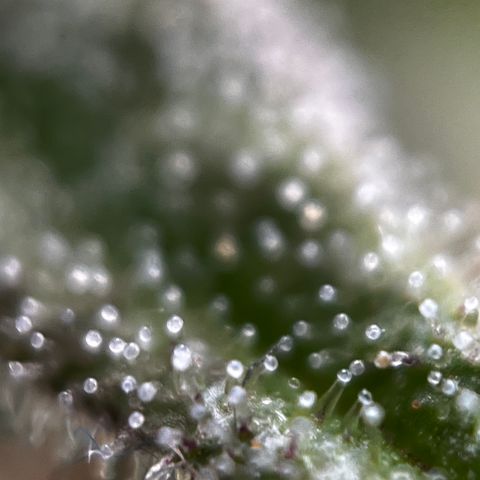 Royal Jack (Auto)  growlog timeline photo